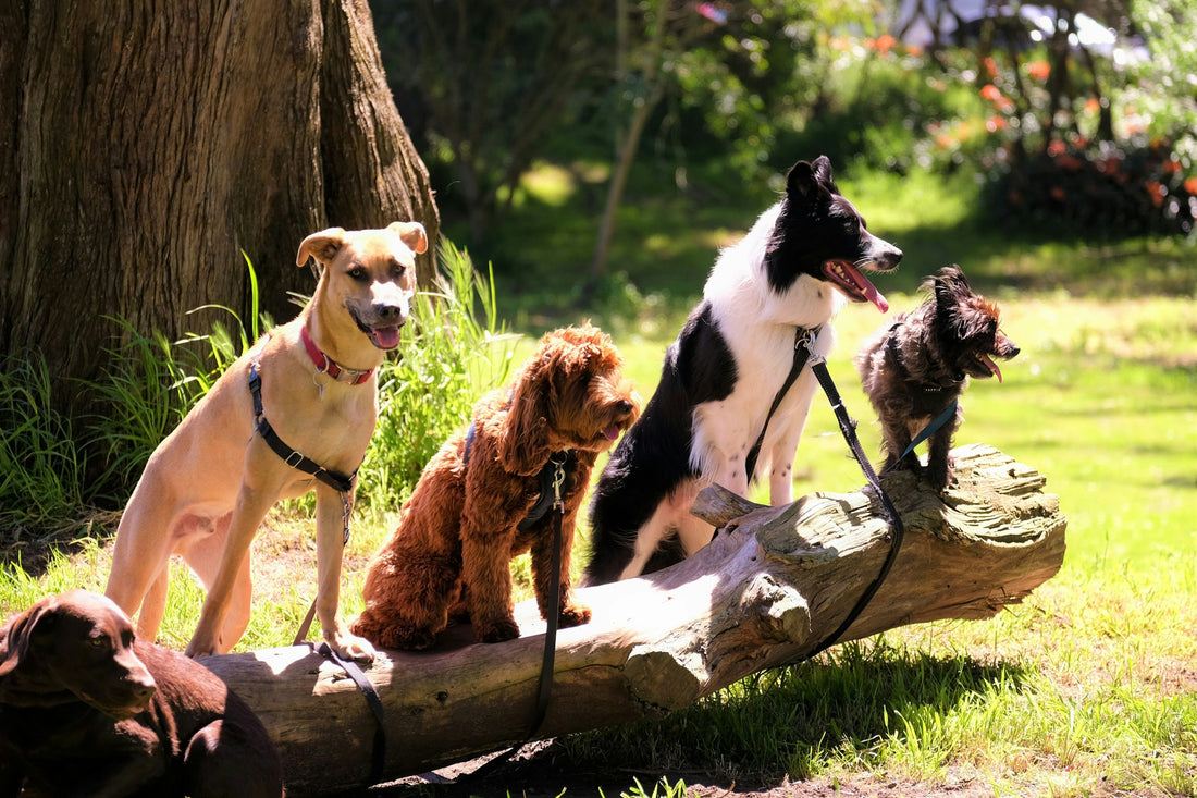 What are the essential commands every dog should know?