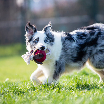 Rope-and-Hammer Tug Of War Toy