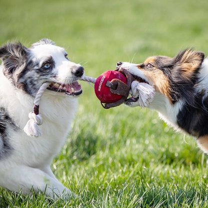 Rope-and-Hammer Tug Of War Toy